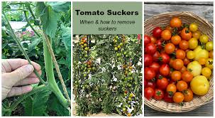 tomato plant ers when and how to