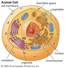 Which type of cell contains a cell membrane? Cell Kids Britannica Kids Homework Help