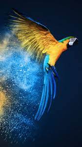 parrot bird blue macaw hd phone