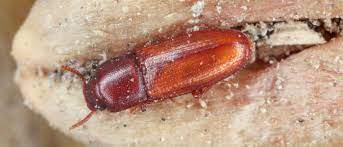 how to rid your pantry of flour beetles