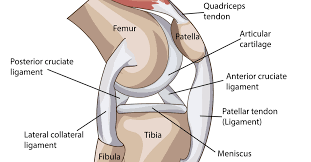 A simple model illustrating the dependence of ligament/tendon nonlinear stress/strain relationships is shown below: Partial Knee Ligament Tears Acl Mcl Pcl Causes And Treatments Total Orthopedics Sports Medicine