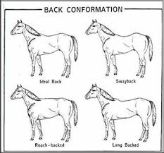 How To Do Daily Health Checks On Your Horse Horses