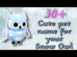 30 cute pet names for your snow owl