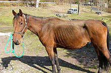Henneke Horse Body Condition Scoring System Wikipedia