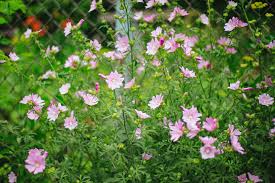 How to Grow and Care for Lavatera