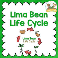 Lima Bean Life Cycle Life Cycles Growing Lima Beans Pre