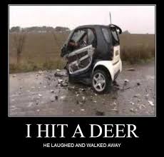 Are deer collisions covered by comprehensive or collision coverage? How Does Hitting An Animal With Your Car Affect Your Insurance