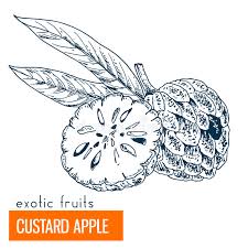They are actually composed of many ovaries fused together and are technically aggregate fruits called. Custard Apple Stock Illustrations 514 Custard Apple Stock Illustrations Vectors Clipart Dreamstime
