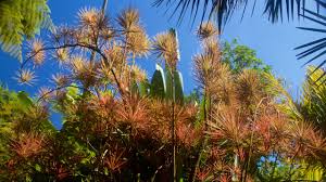 hawaii tropical botanical garden in