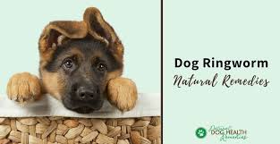 natural dog ringworm remes home