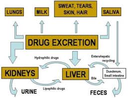 Drug Excretion An Overview Sciencedirect Topics