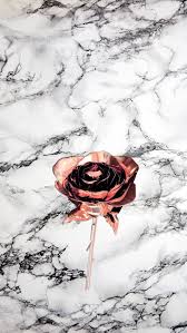wallpapers com images hd rose gold rose black whit