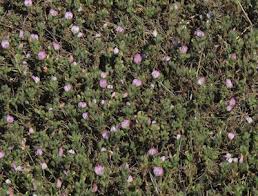 Ononis oligophylla (Few-leaved Restharrow) : MaltaWildPlants.com ...