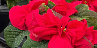 About Poinsettias And Plants
