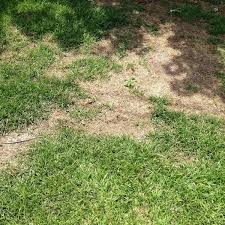 Turf Disease Fungus Identification Lawn Addicts