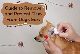 remove and prevent ticks from dog s ears