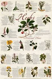 Medicinal Herb Charts Printable Recanto Dos Ventos Herbs