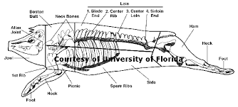 Hog Skeletal Chart This Document Is Copyrighted By The
