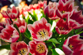beautiful tulip flowers plant