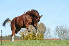 Pony (Schecke) darf sich austoben Stock Photo | Adobe Stock