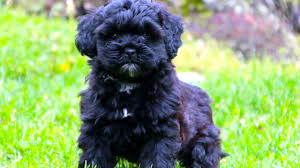 shih poo the ultimate owner s guide