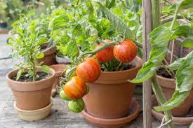 Growing Tomatoes In A Container