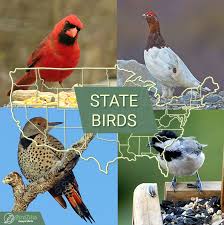 birds by states most common owls