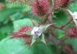 Wineberry – New York Invasive Species Information