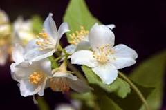 is-mock-orange-poisonous-to-dogs