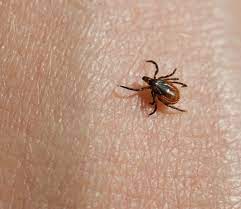 How to Keep Kids Safe From Ticks