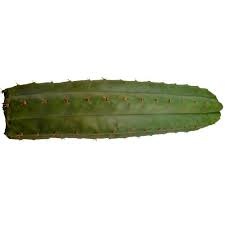 At dinner, my friend turned to me and said mescaline, again for me, was always completely visual. San Pedro Cactus 20 30 Cm Avalon Magic Plants
