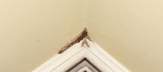 do termites in the winter abc