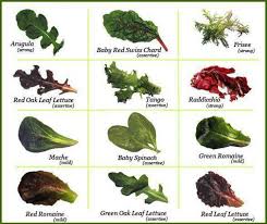 Leafy Greens Taste Chart In 2019 Types Of Lettuce