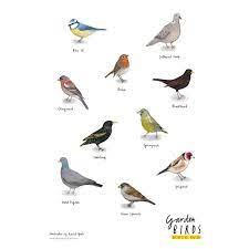 garden birds poster billy the blackbird