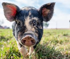 perfect pigs which pig breed is best
