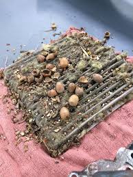 mouse house in the cabin air filter