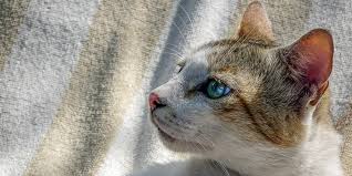 If you have an ear thermometer, take your cat's temperature in his ear. Feline Leukaemia Virus Felv International Cat Care