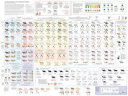 How To Identify Your Cat Based On Its Coat Colors Coolguides