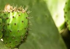 How long do cactus pricks hurt?