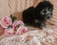 toy poodle puppies adopt dogs