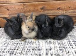 Grooming Long Haired Rabbits