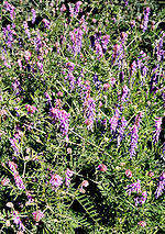 Purple mountain flowers can be found along paths in mountain areas throughout skyrim. List Of Wildflowers Of The Canadian Rocky Mountains Wikipedia