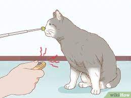 Just spray the solution to the areas you want to protect. 3 Ways To Keep Cats Off Furniture Wikihow