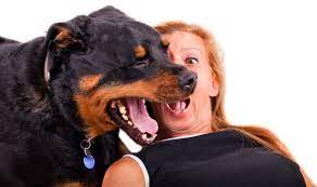 does your dog have bad breath help