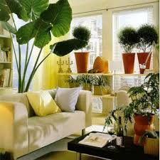 indoor plants decor for drawing room