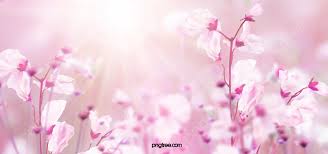 pink creative spring flowers background