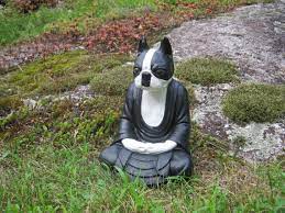 Boston Terrier Meditating Buddha Dog