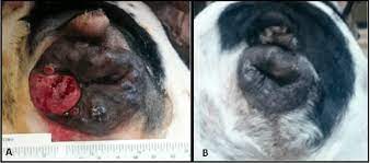 hepatoid gland carcinoma in a dog