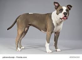 Whether it is a guardian or a family companion it will aim to make its owner happy. American Pitbull Terrier Wesen 9 Fakten