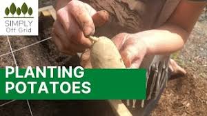 planting potatoes using square foot